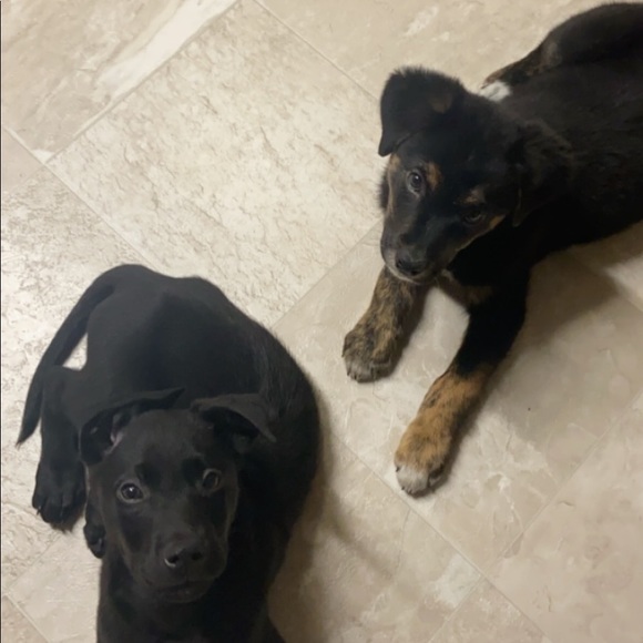 Profile Picture of Christian Brost (@maxandbuddy) on Poshmark