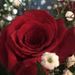 Profile Picture of Pauline McClaflin (@pmcclaflin19) on Pinterest