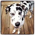 Profile Picture of Scott Tatum (@scott_tatum) on Instagram