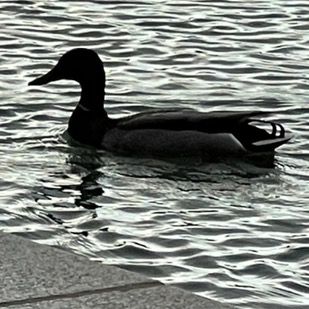 Profile Picture of   If u a Mexican living in... (@edel.lopez) on Tiktok