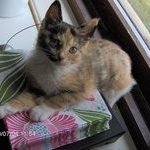 Profile Picture of Adam Nilsson (@adam.nilsson.794) on Myspace