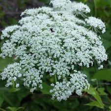 Profile Picture of Jerry McClellan (@Eriesisablej) on Twitter