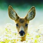 Cindy Argo - Instagram Profile Picture of Cindy Argo (@cargocuriousdeer) on Instagram