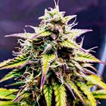 Logan Butts - Instagram Profile Picture of Logan Butts (@vets_for_maryjane506) on Instagram