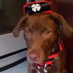 Profile Picture of Craig Toland (@crtoland) on Instagram