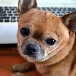 Profile Picture of Joseph chi crespo (@josephchicrespo) on Instagram