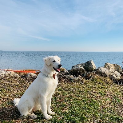 Profile Picture of Ling Zhang (@LingZhang_NY) on Twitter