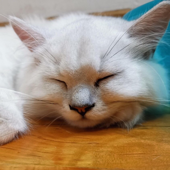 Profile Picture of Xiang Cheng (@xiangcheng) on Poshmark