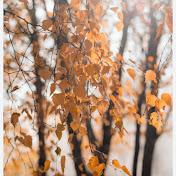 Profile Picture of Lisa Lowe (@Lisa_lowe34) on Youtube