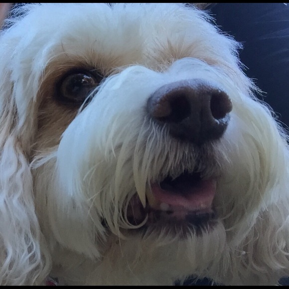 Profile Picture of Gail Handwork (@glenahan) on Poshmark