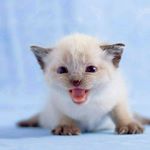 Devin Milton - Instagram Profile Picture of Devin Milton (@miltondevin) on Instagram