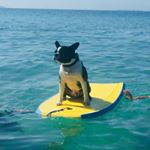 Jason Renel - Instagram Profile Picture of Jason Renel (@jason.renel) on Instagram