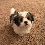 Profile Picture of Jesse Anderson (@jesseanderson4675) on Youtube