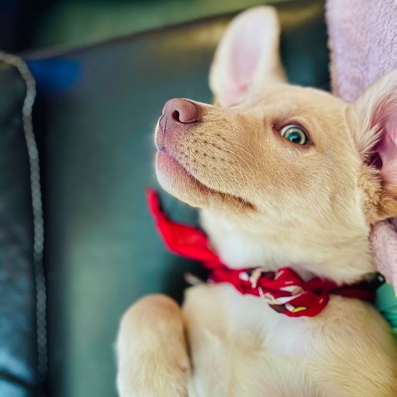 Profile Picture of Debvie Danilson (@msb2240) on Poshmark