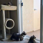 SoCal Kitty Sisters - Instagram Profile Picture of SoCal Kitty Sisters (@sansa.elliemay.cleo) on Instagram