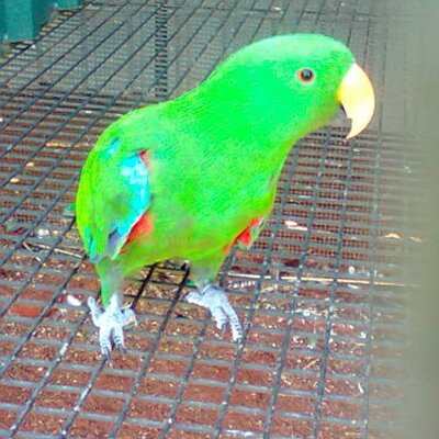 Alice Gorman - Twitter Profile Picture of Alice Gormanon Twitter