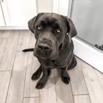 Profile Picture of Carl The Cane Corso Mastiff (@carlthecanecorso) on Instagram