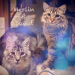 Profile Picture of David, Merlin,Ernie,Bill,Ted (@2catzillas3fish) on Instagram