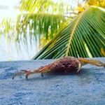 Profile Picture of Crabbie Steve (@crabbie_steve) on Instagram