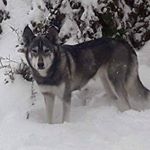 Profile Picture of Lindsay Probst (@hyperwuff94) on Instagram