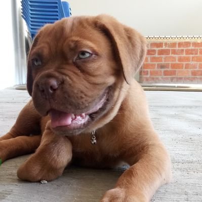 Gerardo Malagon Duarte - Twitter Profile Picture of Gerardo Malagon Duarte (@duarte_malagon) on Twitter