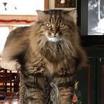 Profile Picture of Denis Vincent (@Denis-Vincent) on Facebook