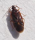 Profile Picture of Loricula pselaphiformison Wikipedia