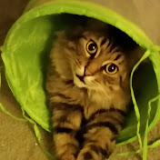 Profile Picture of Sherry Chubb (@sherrychubb5941) on Youtube