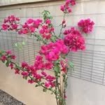 Profile Picture of Jacqueline Poisson (@jacqueline.poisson) on Instagram