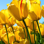 Profile Picture of Cecilia Andrade (@ceciliaandrade-ry8tf) on Youtube