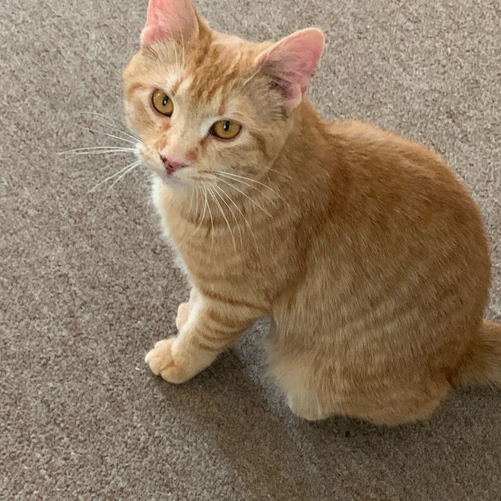 Profile Picture of davidszaro (@davidszaro) on Tiktok