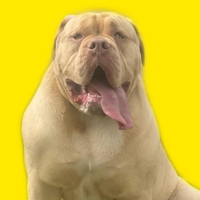 Profile Picture of Bruce Bulldogue (@bruce_obuldogue) on Tiktok