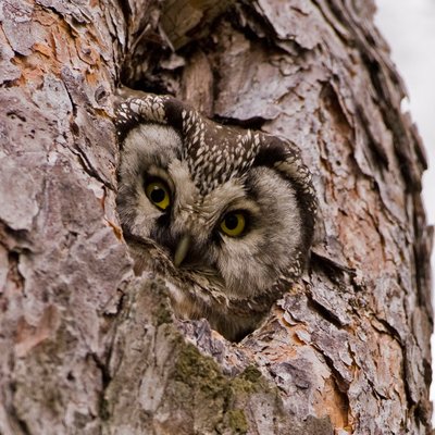 Profile Picture of Sebastian Hansen (@SebastianLibr) on Twitter