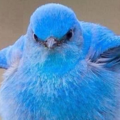 Profile Picture of Christopher Zambrano (@chris79438216) on Twitter