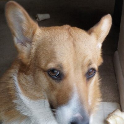 Profile Picture of DC Al Coda Bray (@dc_al_coda_FAB) on Twitter