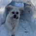 Profile Picture of Monique Poulin (@discobear79) on Pinterest