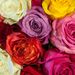 Profile Picture of Feldis Florists (@feldisflorists) on Pinterest