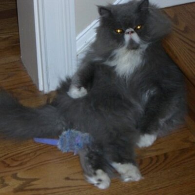 Profile Picture of Jillian Brooke (@Cool_Hand_Jill) on Twitter