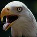 Profile Picture of Ken Hawk (@ken_the_Hawk) on Twitter