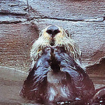 Profile Picture of Kate Lim (@sooran_l) on Flickr