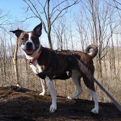 Profile Picture of Jesse Allan George Gilbertson (@jesseAllanGeor2) on Twitter