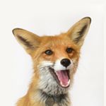 Profile Picture of Nixie (@nixie_fox) on Instagram