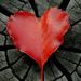 Profile Picture of Isabel Barrera (@isa123barrera) on Pinterest