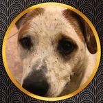 Profile Picture of Gail Maynard (@glvm1960) on Instagram