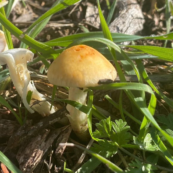 Profile Picture of Vitoria Rocha (@vitoria8272) on Poshmark