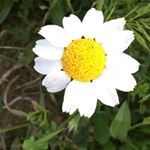 Profile Picture of JuliAyllón (@julia_ayllon) on Instagram