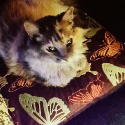 Profile Picture of Michael Qualley (@leafyspurge200) on Twitter