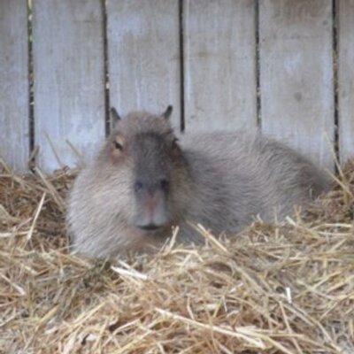 Profile Picture of Tom Rowlands (@Vote_Rat) on Twitter