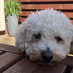 Profile Picture of Pam Hearn (@pamhearn1944) on Instagram