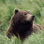 Profile Picture of Andrew Maurice (@gibbsdaddy) on Instagram